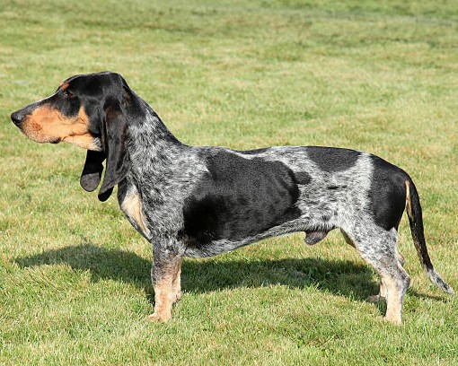 Basset Bleu de Gascogne